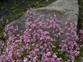 Saxifraga umbrosa var primuloides-1 Skalnica cienista